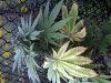 IMG-20110904-00445.jpg