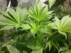 plant number one closeup.jpg plant number one closeup.jpg