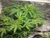 plant number three.jpg plant number three.jpg