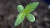 180px-C_sativa_seedling.jpg