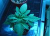 BF Bluecheese 001.jpg