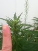 Outdoor SlowGrow 001.jpg Outdoor SlowGrow 001.jpg