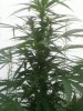 Outdoor SlowGrow 002.jpg