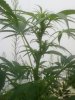 Outdoor SlowGrow 003.jpg