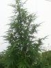 Outdoor SlowGrow 004.jpg Outdoor SlowGrow 004.jpg