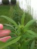 Outdoor SlowGrow 005.jpg