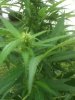 Outdoor SlowGrow 006.jpg