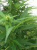 Outdoor SlowGrow 007.jpg