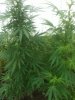 Outdoor SlowGrow 008.jpg