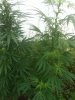 Outdoor SlowGrow 009.jpg