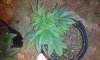 2011-09-07 07.59.55.jpg
