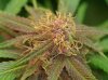 BCSSEEDS10.jpg BCSSEEDS10.jpg