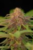 BCSSEEDS11.jpg BCSSEEDS11.jpg