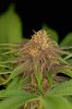 BCSSEEDS4.jpg BCSSEEDS4.jpg
