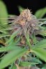BCSSEEDS.jpg BCSSEEDS.jpg