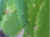 WEED PLANT 078.JPG