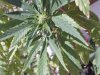 WEED PLANT 091.jpg