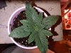 IMG00135-20110907-0531.jpg