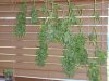 harvest march '11 004.jpg