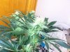 IMG_0244.jpg