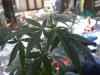 DSCN2749.jpg