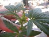 DSCN2747.jpg