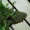 budding 005.jpg