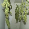 budding 014.jpg