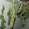 budding 008.jpg