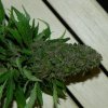 budding 004.jpg