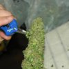 budding 006.jpg