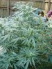 DSC04443.jpg