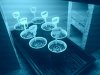 seeds in cup.jpg