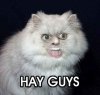 CrazyCat.jpg