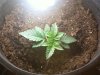 Photo031.jpg
