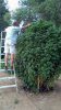 DurbanLadder 9.10.11.jpg