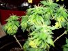 100_0466.jpg
