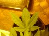 arjans haze close1.jpg