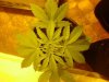arjans haze1.jpg