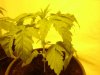 arjans haze second plant.jpg