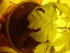 close up of second plant.jpg