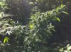 IMG_0132.jpg IMG_0132.jpg
