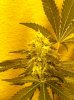 9_12 super critical flower 2.JPG