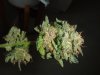 DSCF5074.jpg