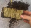 male-poor rooting.jpg