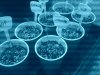 seedlings.jpg