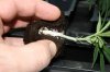 Folded into slit 9-13-2011 4-18-49 PM.jpg