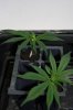 Second layer of fan leaves 9-13-2011 4-28-15 PM.jpg