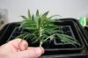 Fresh cutting 9-13-2011 4-15-14 PM.jpg