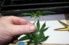 Trimmed down 9-13-2011 4-15-52 PM.jpg